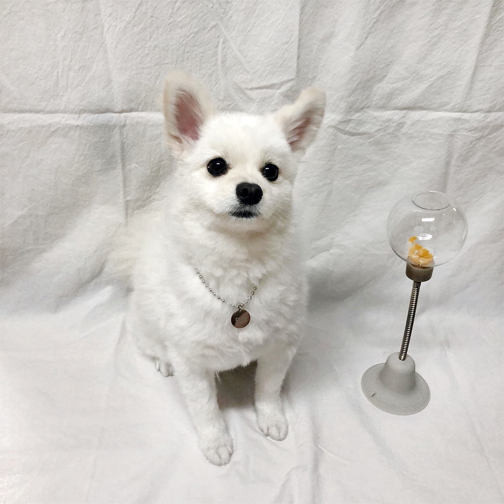 더플래 강아지 노즈워크 고양이 장난감 코박고스윙