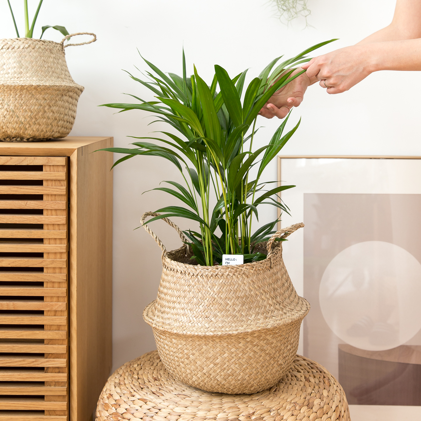 피플랜트 중소형 아레카야자 해초바구니 키우기쉬운 반려 식물 인테리어 플랜테리어 승진화분