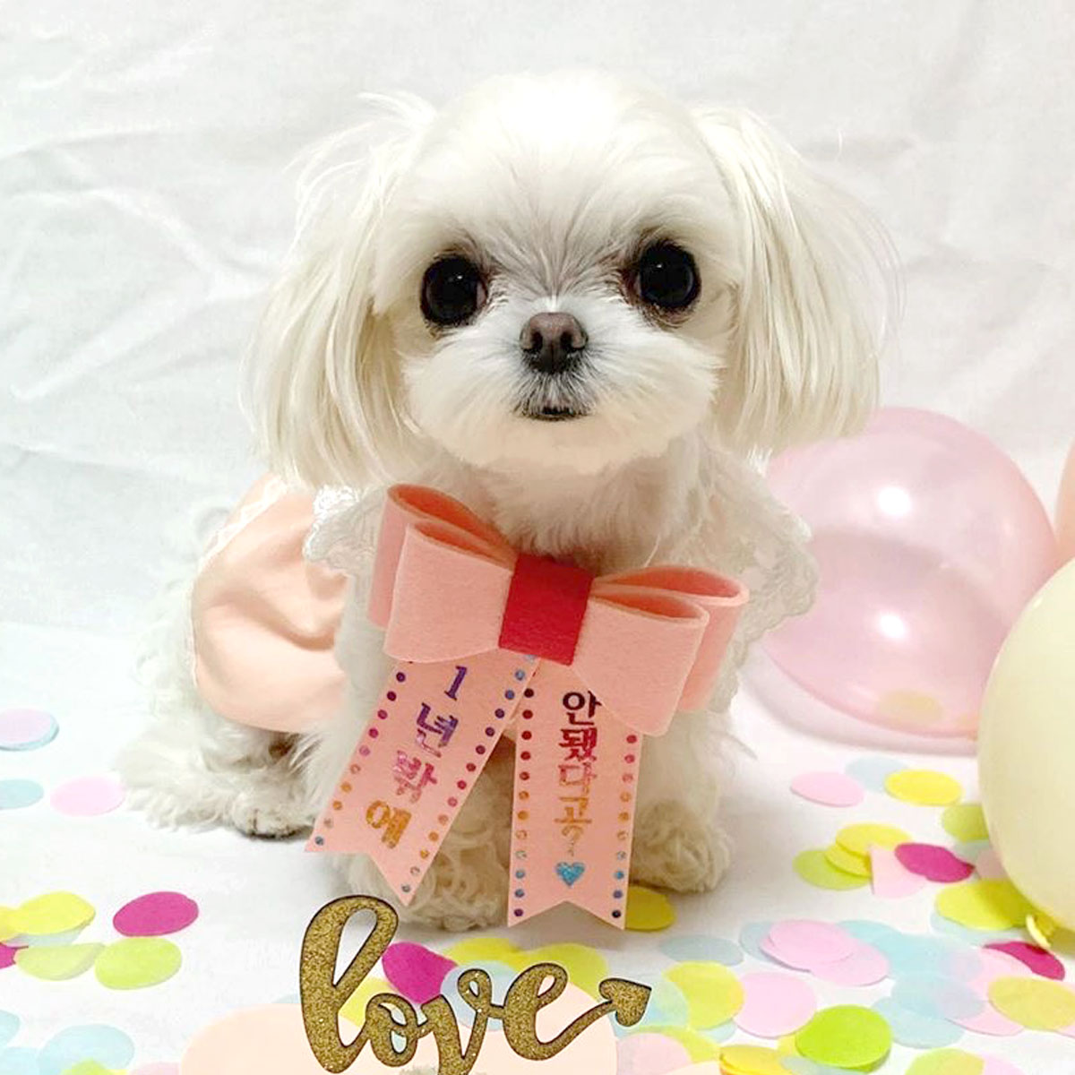 [무료배송] 홀로그램 강아지 리본화환 고양이 생일파티 - 상세 이미지 3