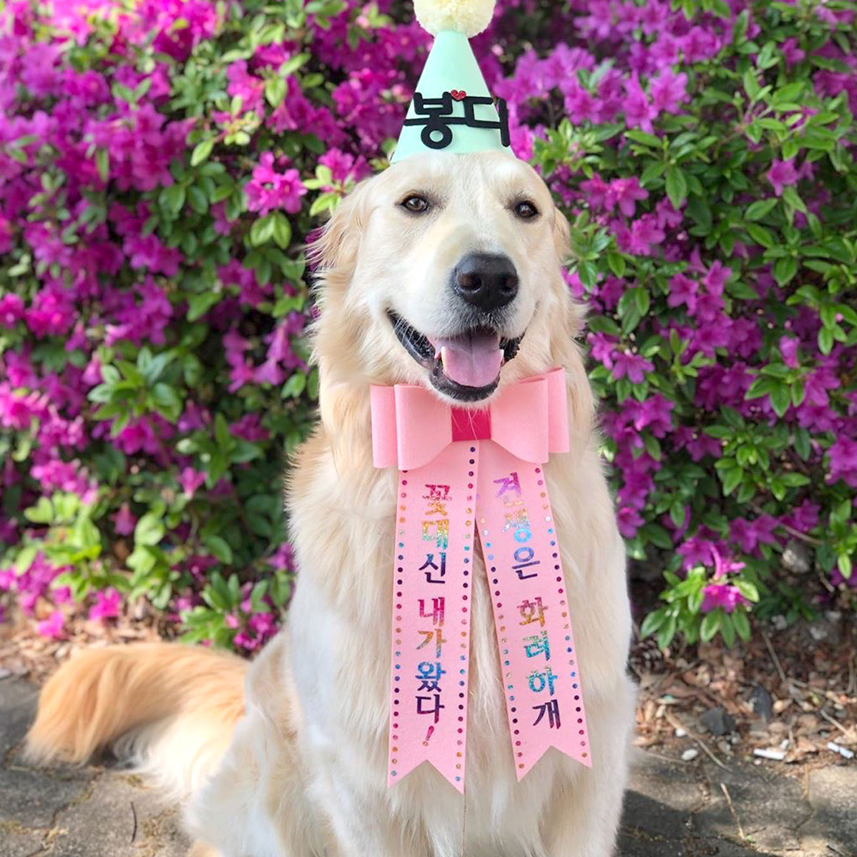 [무료배송] 홀로그램 강아지 리본화환 고양이 생일파티 - 상세 이미지 4