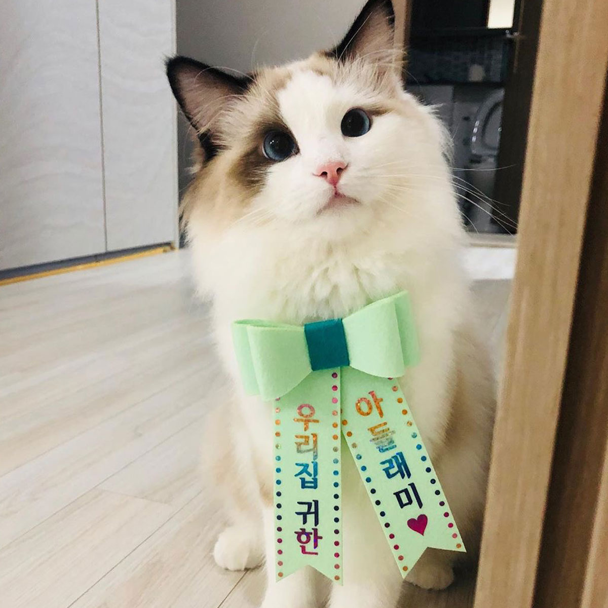 [무료배송] 홀로그램 강아지 리본화환 고양이 생일파티 - 상세 이미지 2