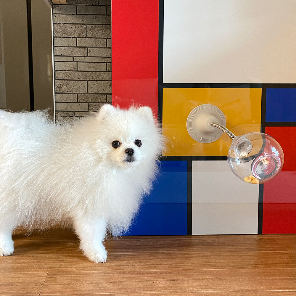 더플래 강아지 노즈워크 고양이 장난감 코박고스윙