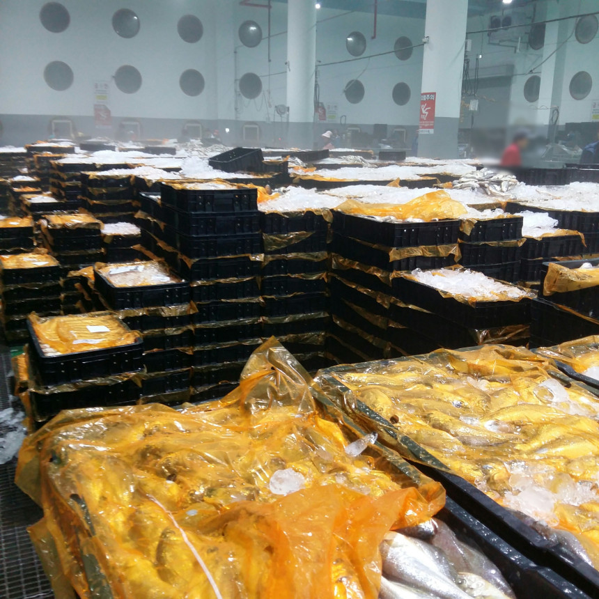 국내산 손질 굴비 영광 법성포 두절 참조기 진공포장 1kg