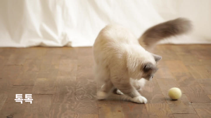 펫케어 고양이 장난감 양모볼 캣닢 공