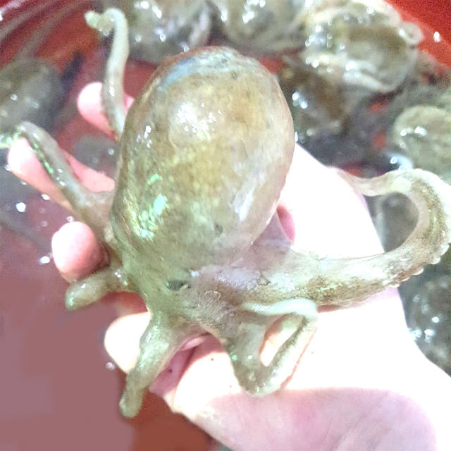 쭈꾸미 샤브샤브 상차림