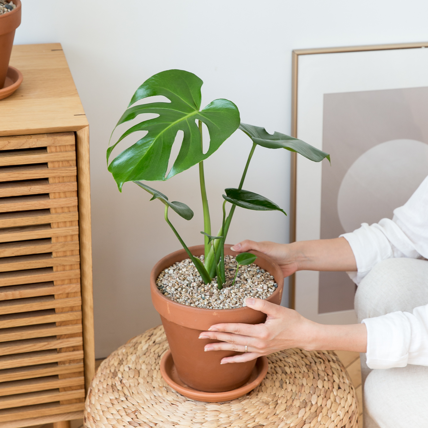 피플랜트 중형 몬스테라 이태리토분 키우기 쉬운 반려 식물 인테리어 플랜테리어 승진화분