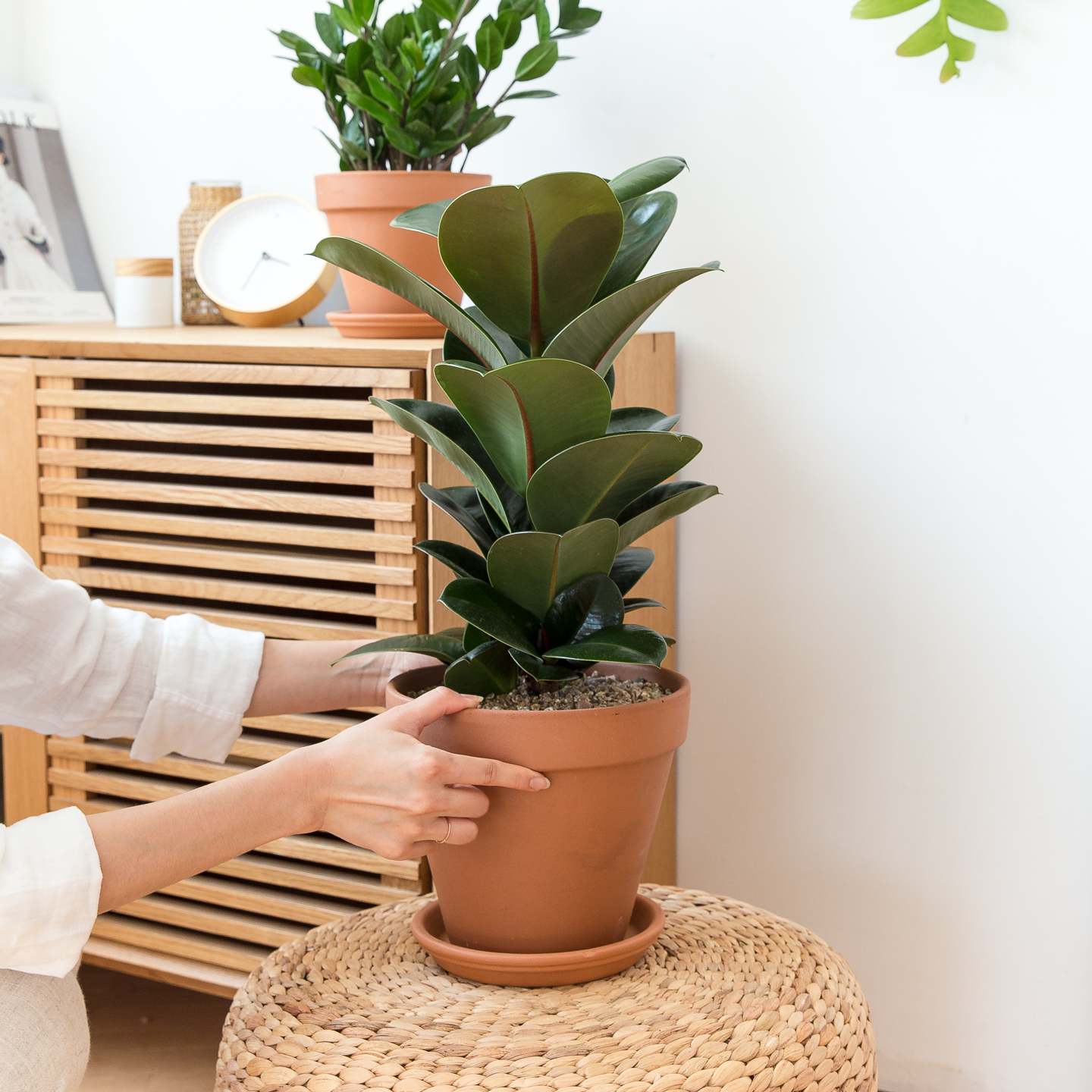 피플랜트 중형 인도고무나무 이태리토분 키우기 쉬운 반려 식물 인테리어 플랜테리어 승진화분