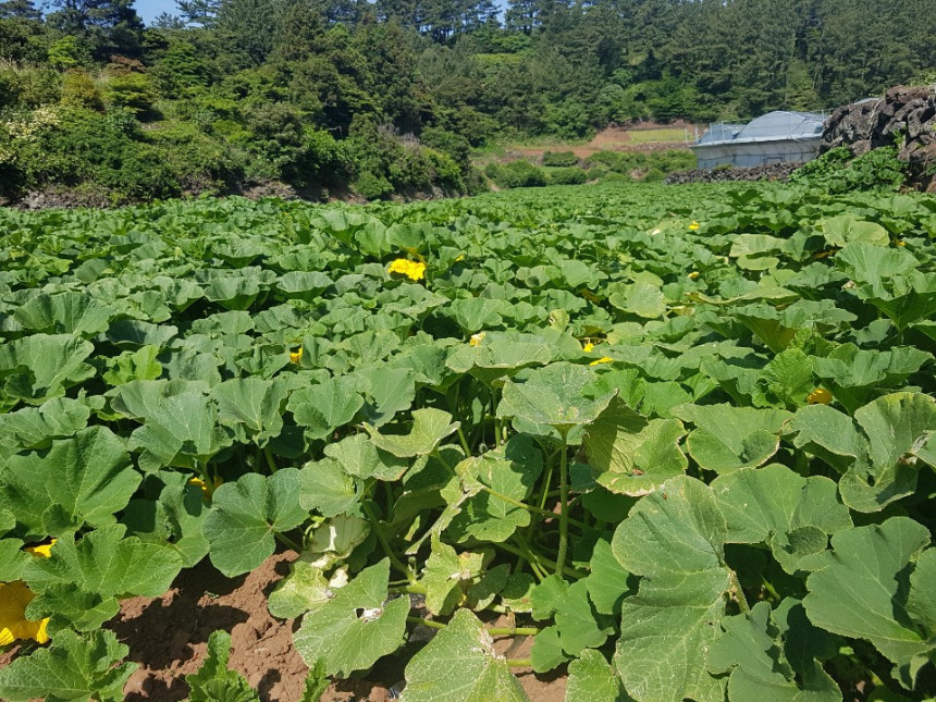 더밤농산 이미지