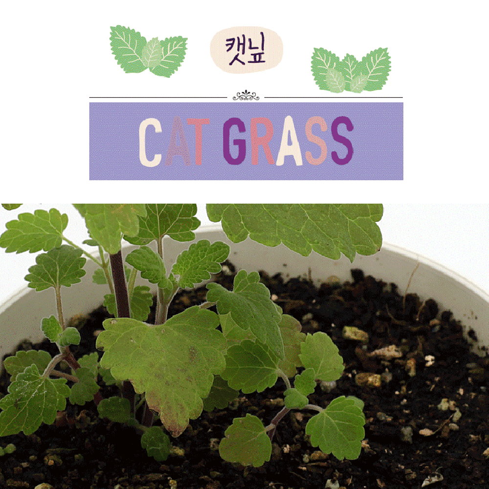 캣그라스 캣글라스 캣닢 캣잎 재배 키트 - 상세 이미지 4