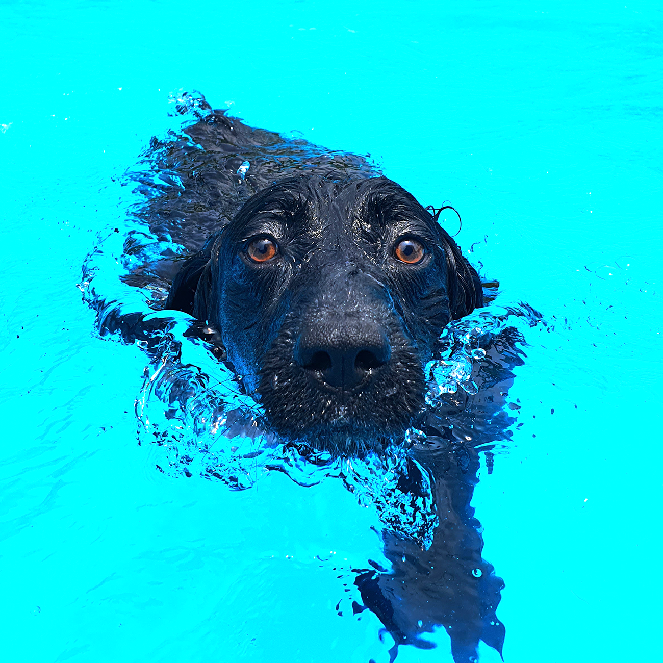 진돗개흑구 스토어 로고