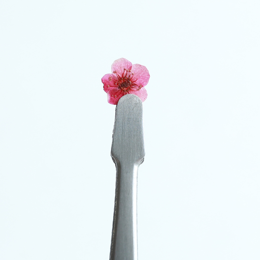 [압화/꽃송이] 조팝 와인핑크(20개) 생화네일 조팝 압화 공예 캘리그라피 - 상세 이미지 3
