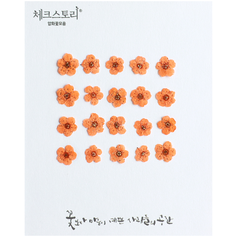 [압화/꽃송이] 조팝 오렌지(20개) 생화네일 조팝 압화 공예 캘리그라피 - 상품 이미지