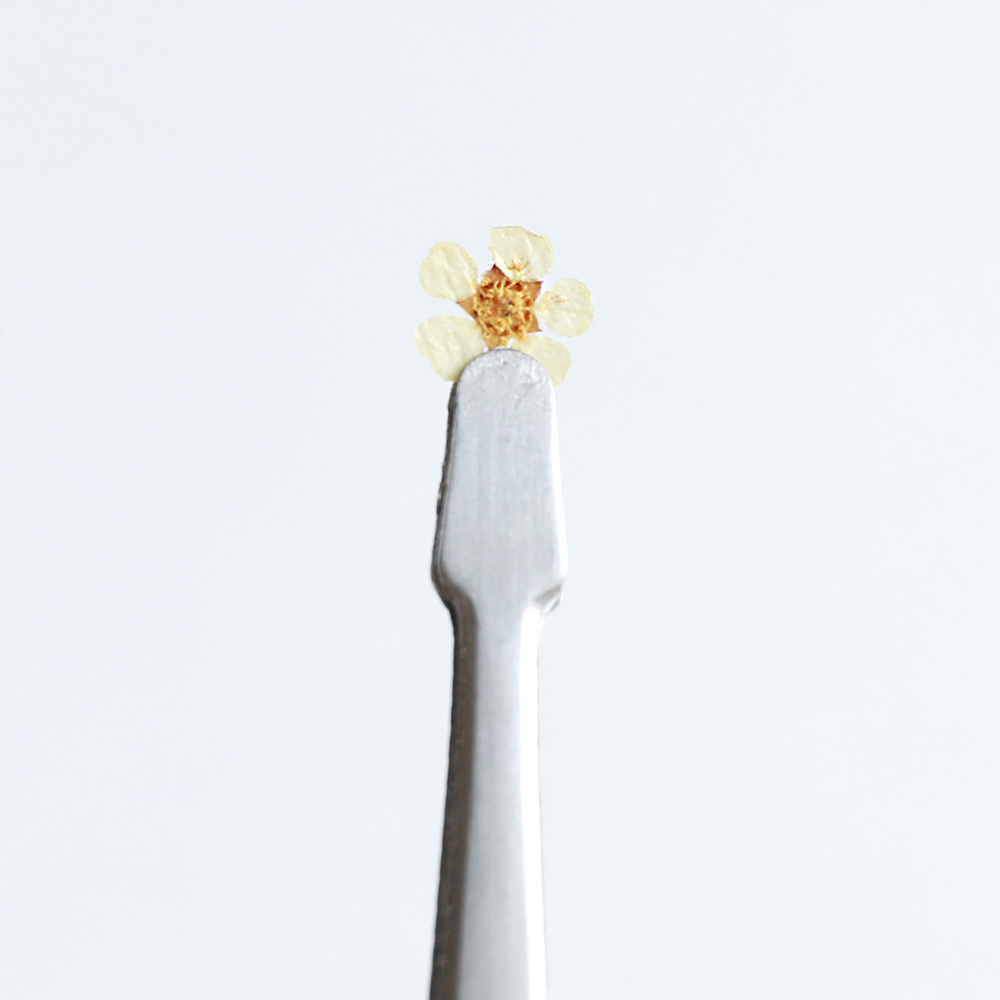 체크스토리 압화 꽃송이 압화꽃 압화공예재료 조화 조팝 화이트 자연 - 상세 이미지 3