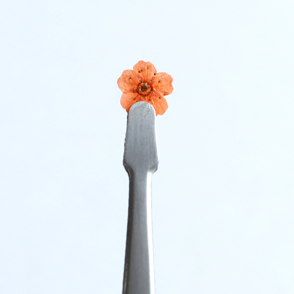[압화/꽃송이] 조팝 오렌지(20개) 생화네일 조팝 압화 공예 캘리그라피 - 상세 이미지 3