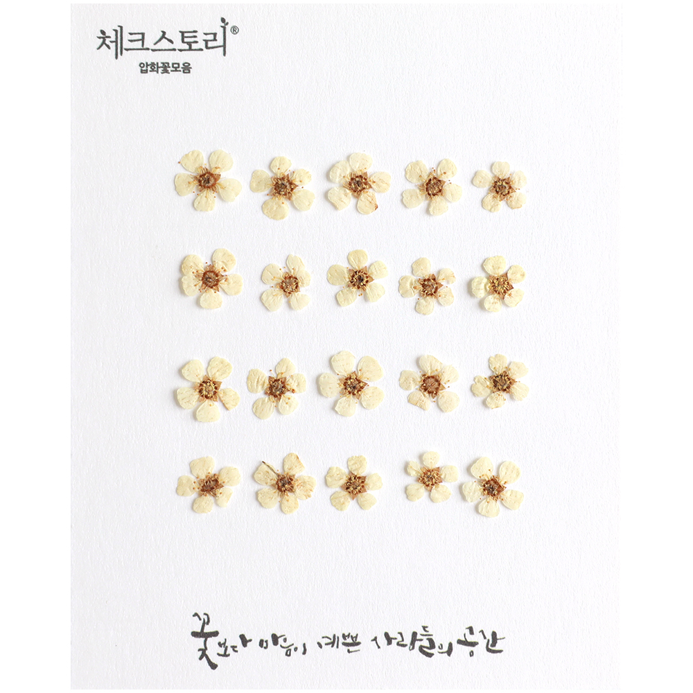 체크스토리 압화 꽃송이 압화꽃 압화공예재료 조화 조팝 화이트 자연 - 상품 이미지