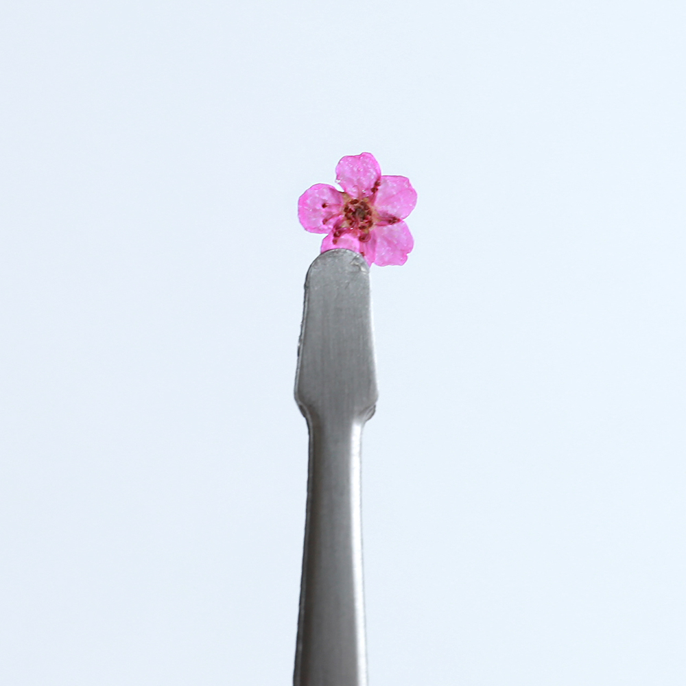 [압화/꽃송이] 조팝 진핑크(20개) 생화네일 조팝 압화 공예 캘리그라피 - 상세 이미지 2