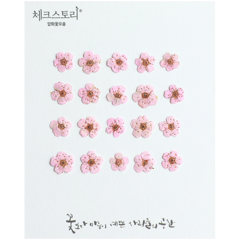 체크스토리 압화 꽃송이 압화꽃 누름꽃 조화 조팝 벚꽃핑크 20개 - 상품 이미지