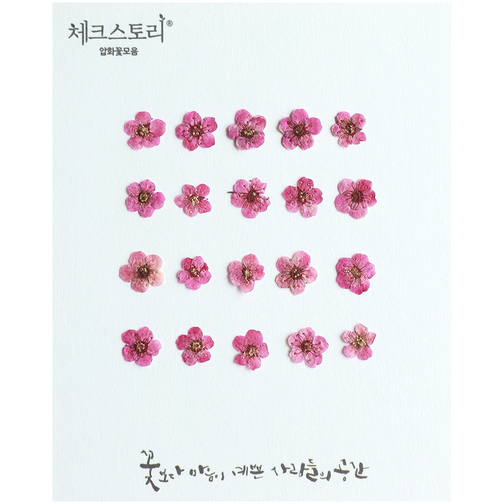 [압화/꽃송이] 조팝 와인핑크(20개) 생화네일 조팝 압화 공예 캘리그라피 - 상품 이미지