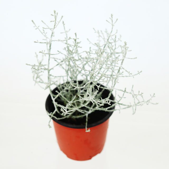 쿠션부쉬 실내공기정화식물 인테리어화분