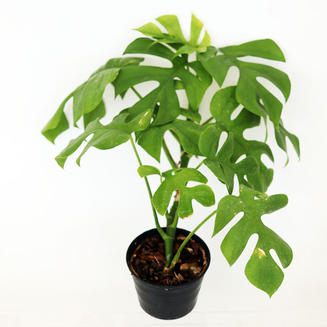 히메몬스테라 덩굴 식물 히메 몬스테라 미니마 실내공기정화 음지 늘어지는 비염에좋은식물