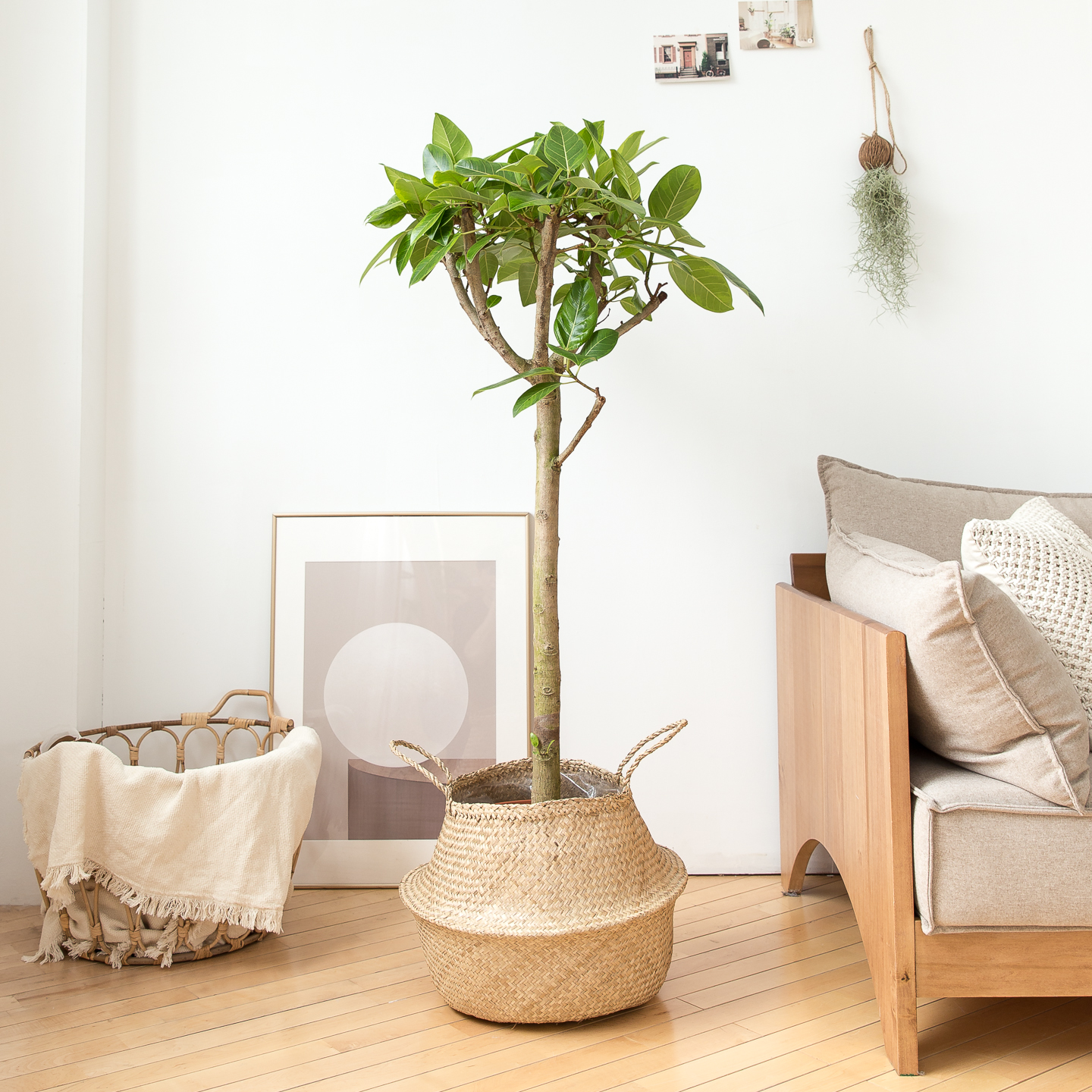 피플랜트 대형 뱅갈고무나무 해초바구니 거실화분 인테리어 식물 집들이 개업식 개업축하 화분
