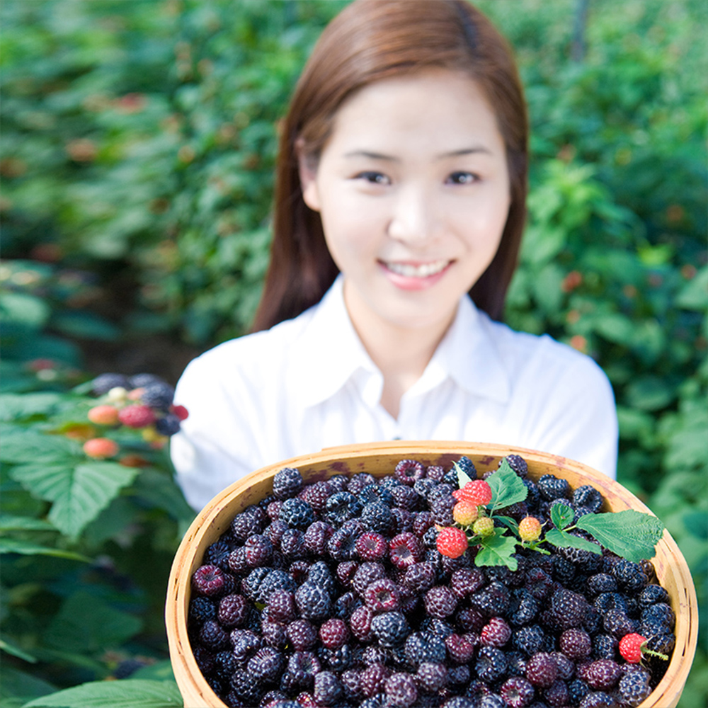 26년 햇 토종 고창 복분자 생과 급냉 5kg 열매 산지직송 - 상품 이미지