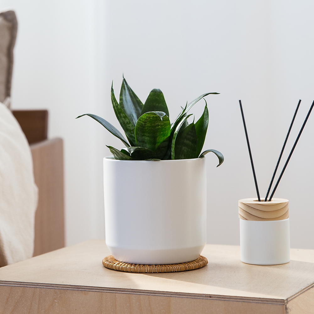 피플랜트 산세베리아 하니 시그니처 화분