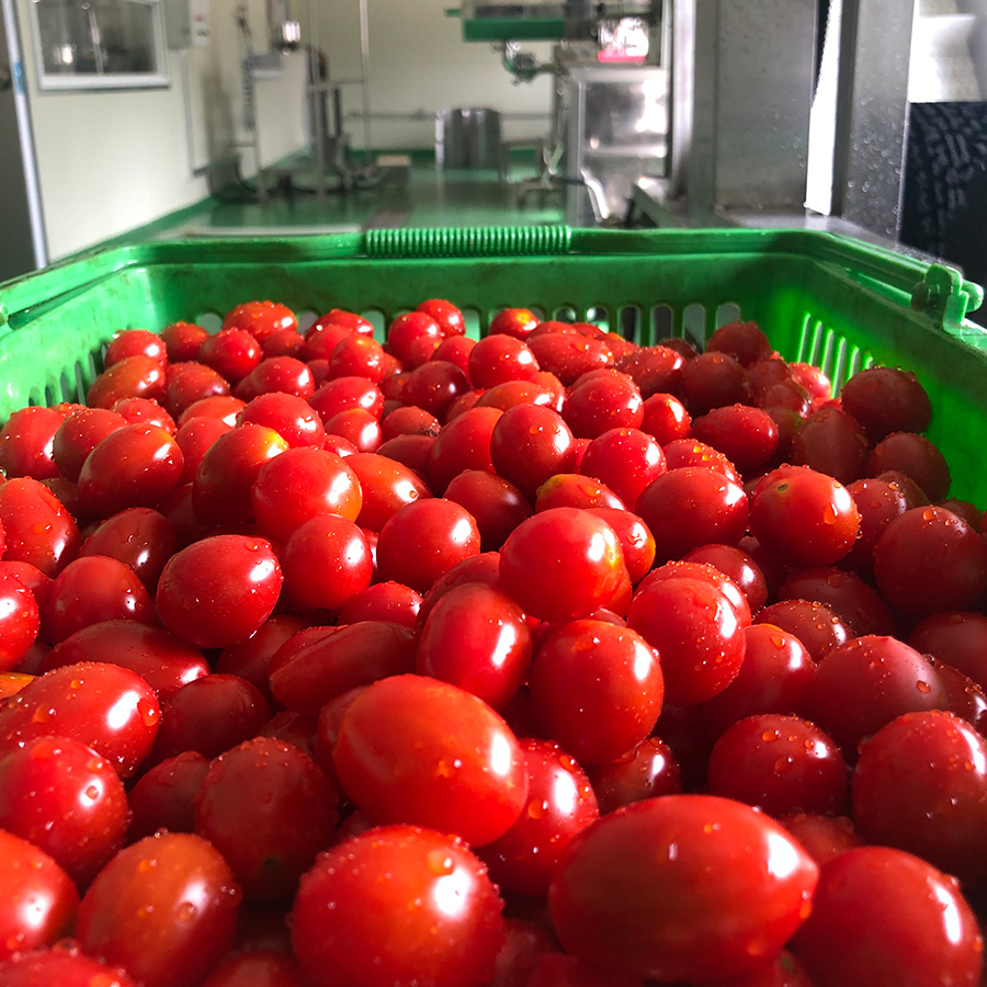 국산 토마토즙 30포 50포 진짜 100% 갈아 만든 대추방울토마토 생토마토 즙 햇또롱 이미지 4