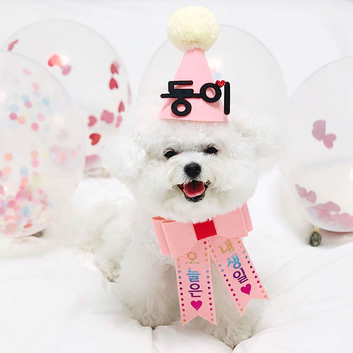 [무료배송] 홀로그램 강아지 리본화환 고양이 생일파티 - 상세 이미지 5