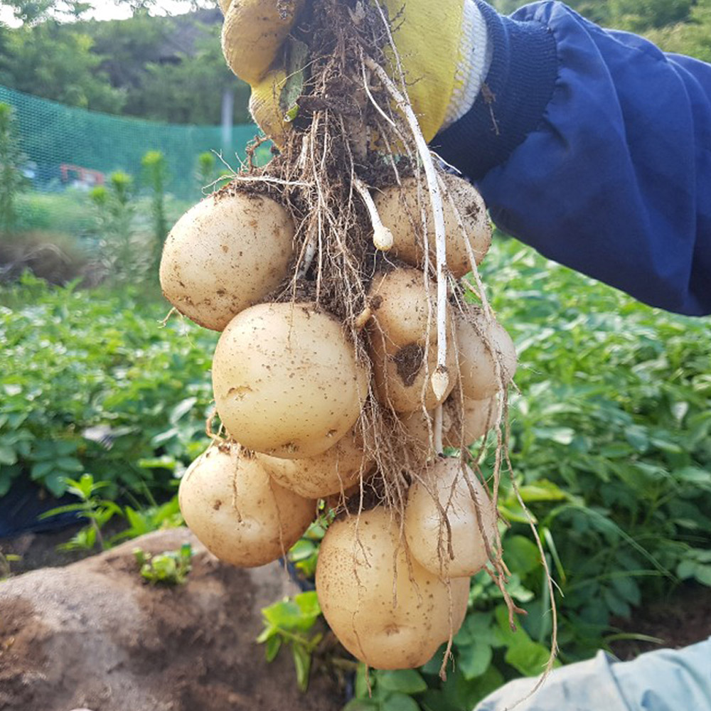 농장직송 수미감자 3kg, 5kg, 10kg(햇감자) - 상세 이미지 5