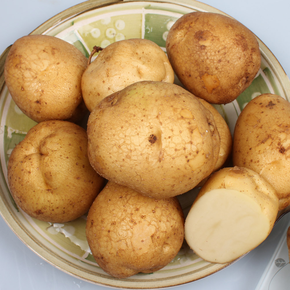 농장직송 수미감자 3kg, 5kg, 10kg(햇감자) - 상세 이미지 2