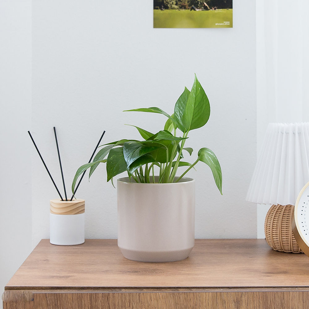 피플랜트 스킨답서스 시그니처화분