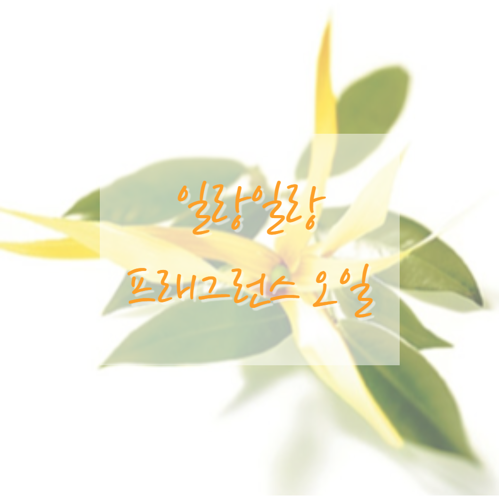 고급 프래그런스오일 캔들 디퓨저 석고방향제 향수 향오일 이미지 6