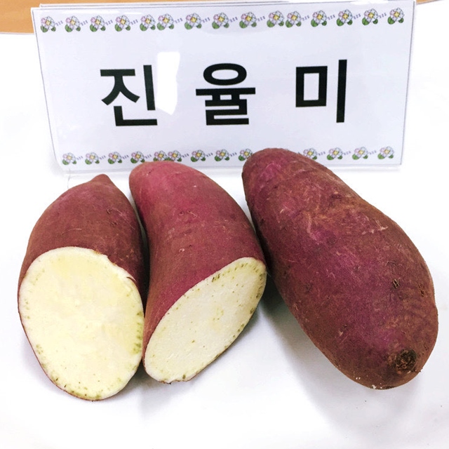 25년 햇고구마 해남 진율미 퍽퍽한 밤고구마 3kg 5kg - 상세 이미지 2