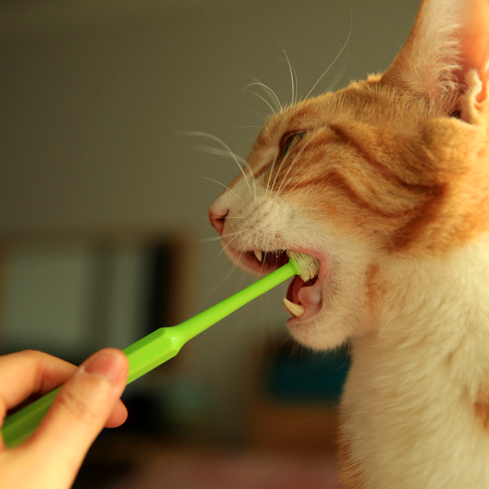 더트웰브 360도 펫 칫솔 3개 강아지 고양이 치석