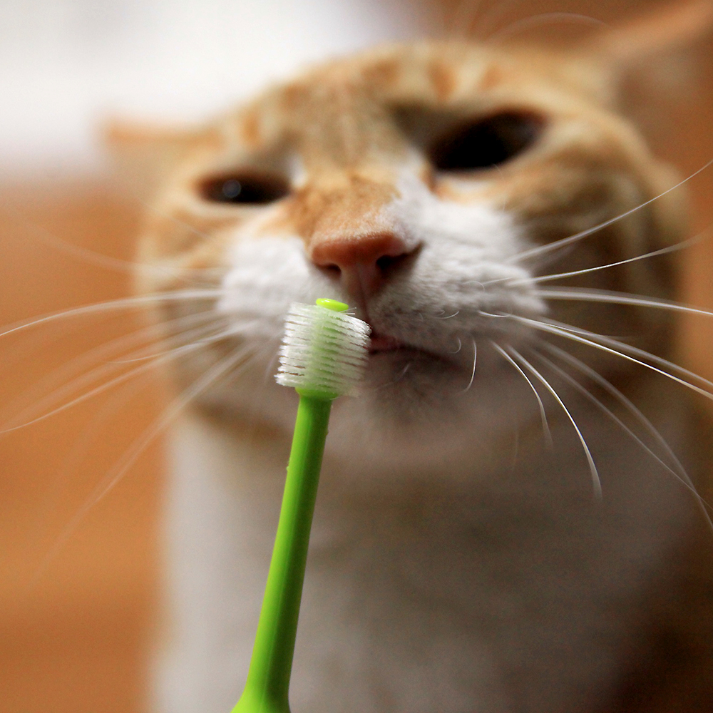 더트웰브 360도 펫 칫솔 3개 강아지 고양이 치석