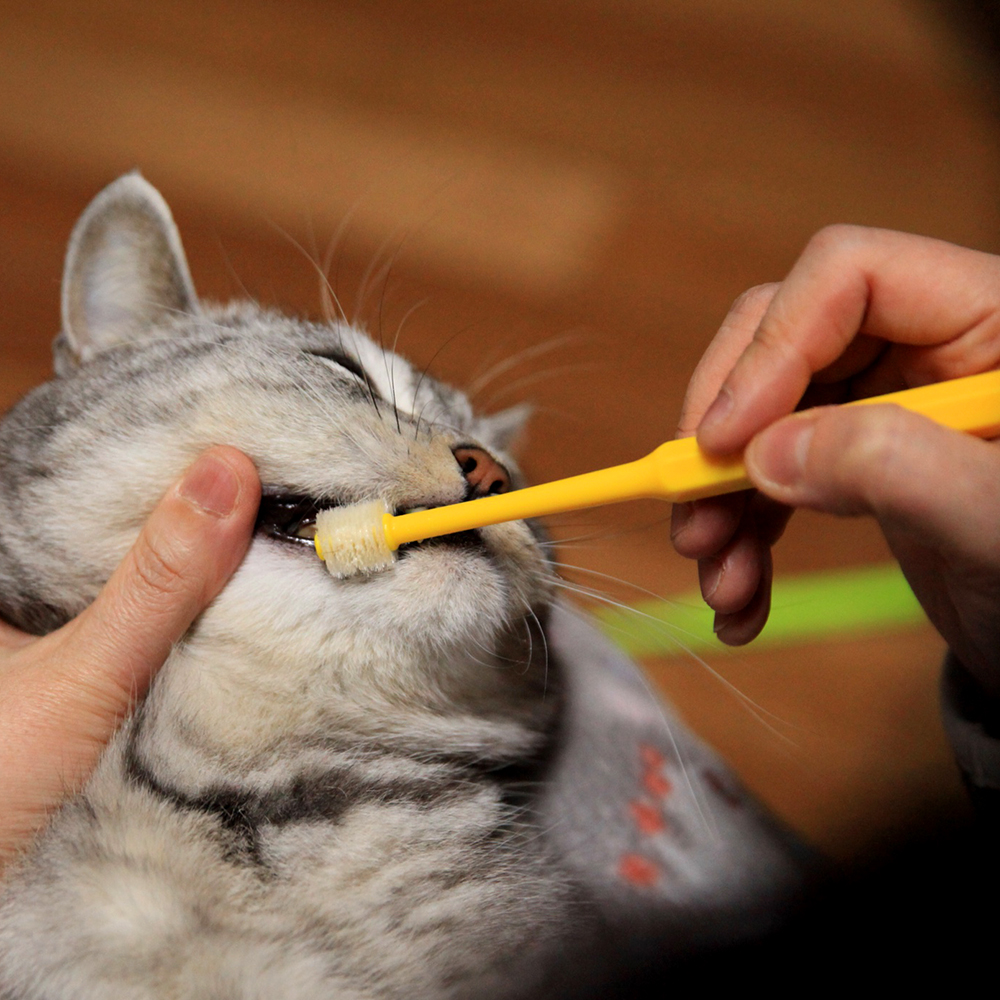 더트웰브 360도 펫 칫솔 3개 강아지 고양이 치석