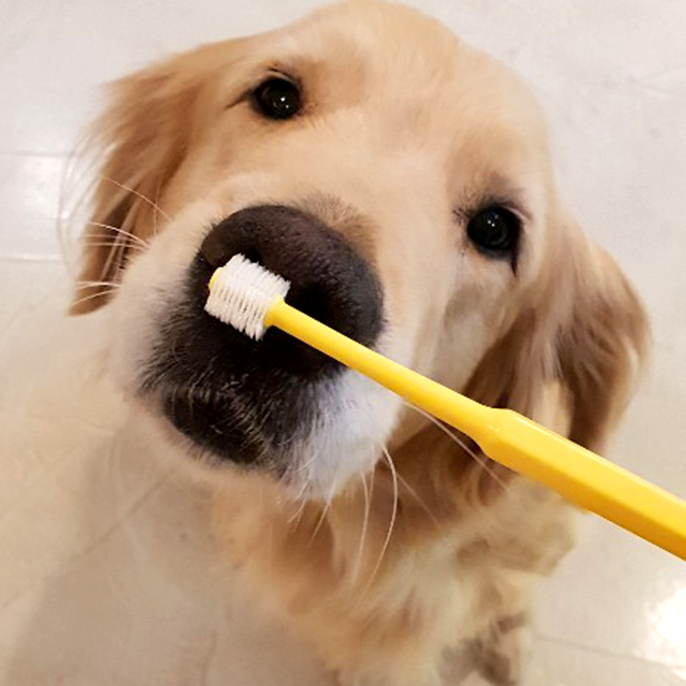 더트웰브 360도 펫 칫솔 3개 강아지 고양이 치석