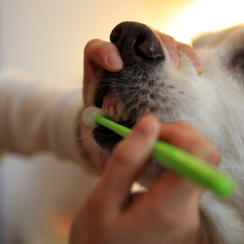 더트웰브 360도 펫 칫솔 3개 강아지 치석 고양이