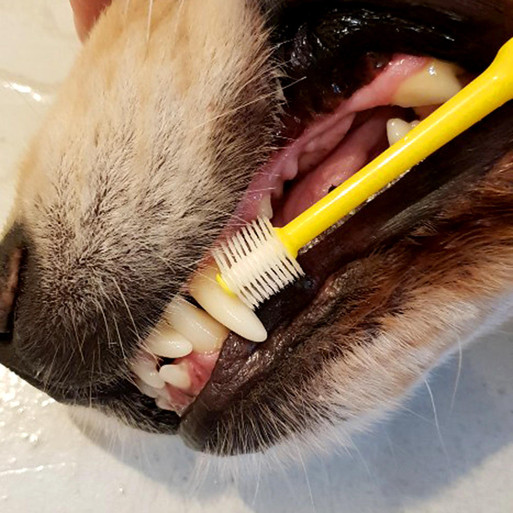 더트웰브 360도 펫 칫솔 3개 강아지 고양이 치석