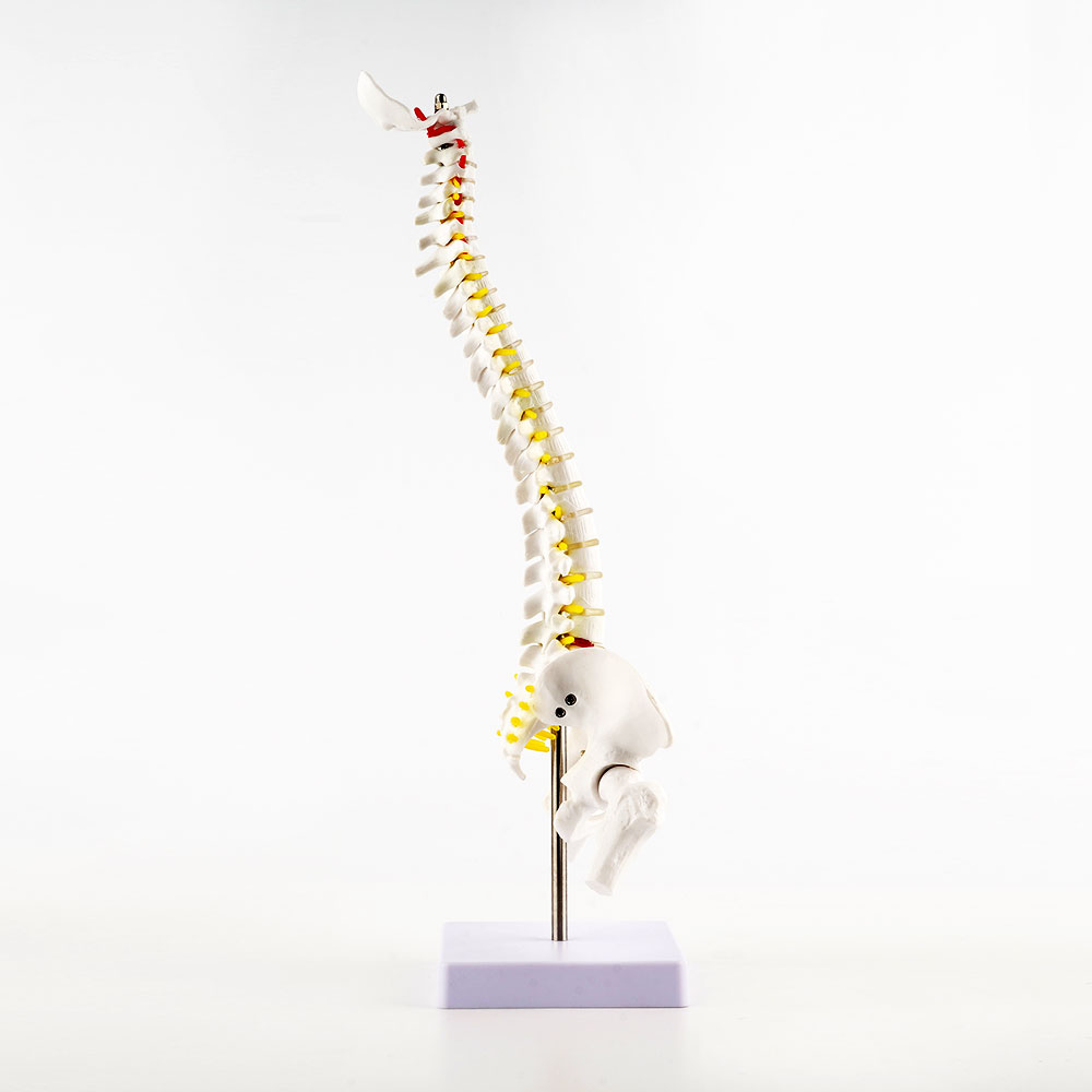 카르빈 척추모형 디테일 요추 경추 45cm - 상세 이미지 5