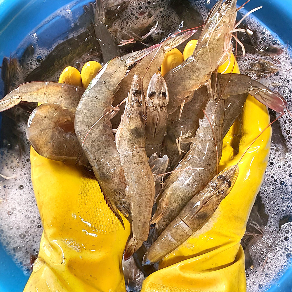 국내산 왕새우 대하 활새우 1kg 생물 냉동 제철 흰다리 새우철 생새우 택배