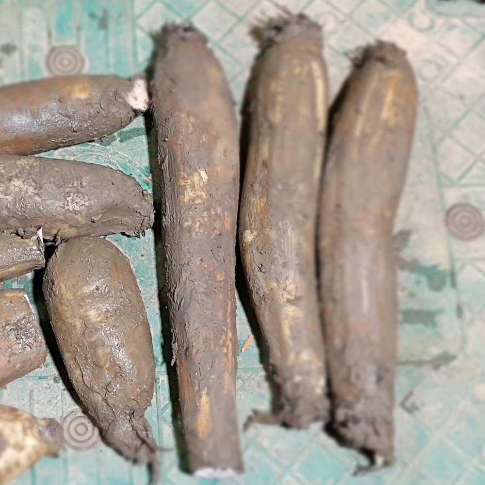 농가직송 햇연근 흙연근(상품) 10kg, 1개 - 상품 이미지