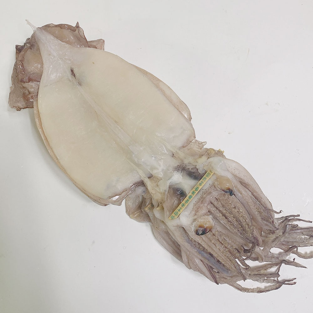 반건조오징어 속초반건조오징어 포항반건조오징어 버터구이오징어 반건조오징어맛있게먹기