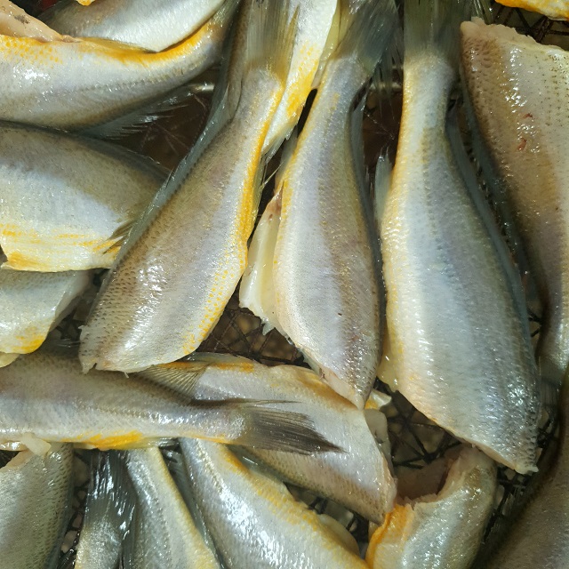 국내산 반건조 참조기 500g 두절 손질 조기 부산 생선대장 - 상세 이미지 5