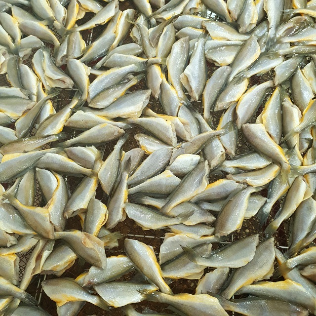 국내산 반건조 참조기 500g 두절 손질 조기 부산 생선대장 - 상세 이미지 4