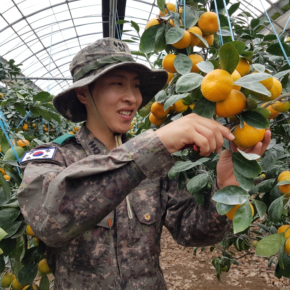 제주 감귤 감귤 선물세트 조생 한라봉 제주 한라봉 감귤 선물 추천