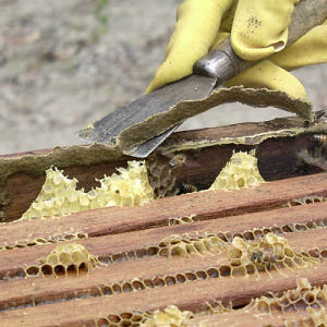 2009년부터수입 그린PROPOLIS MN 브라질 프로폴리스 스프레이 스... 맛있게 먹은 솔직 후기 - 상품 이미지 4