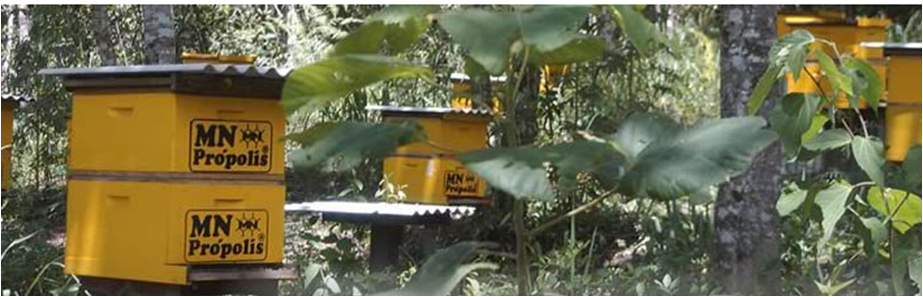 2009년부터수입 그린PROPOLIS MN 브라질 프로폴리스 스프레이 스위트 35ml, 1개 이미지 3