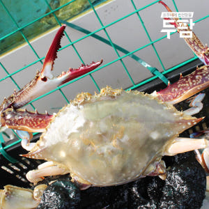 인천 연평 제철 서해안 꽃게 1kg 숫꽃게 암꽃게 냉동꽃게 맛있게 먹은 솔직 후기 - 상품 이미지 2